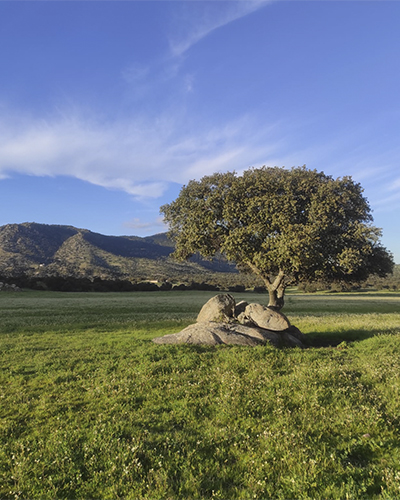 CORTIJO 1 400x500