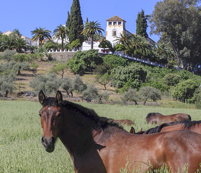 CABALLOS-SLIDER-1