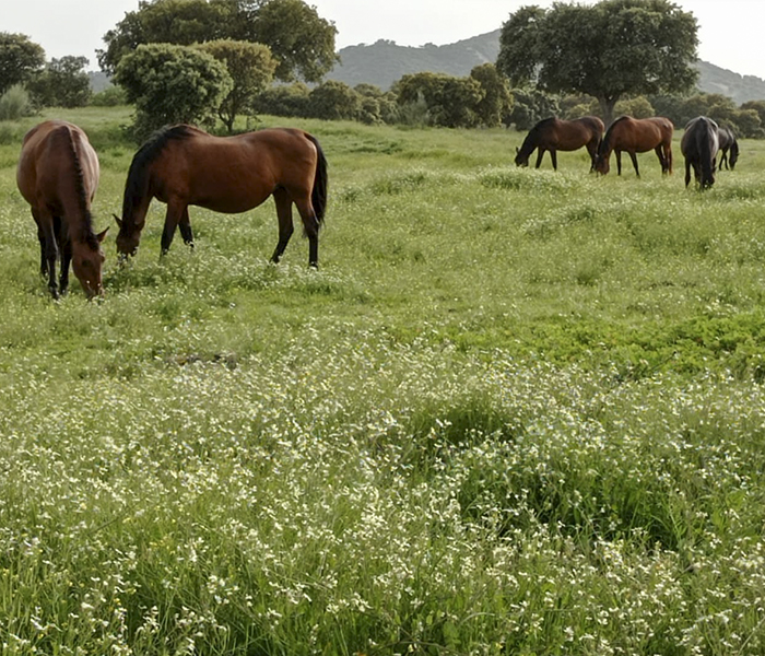 CABALLOS-SLIDER-2