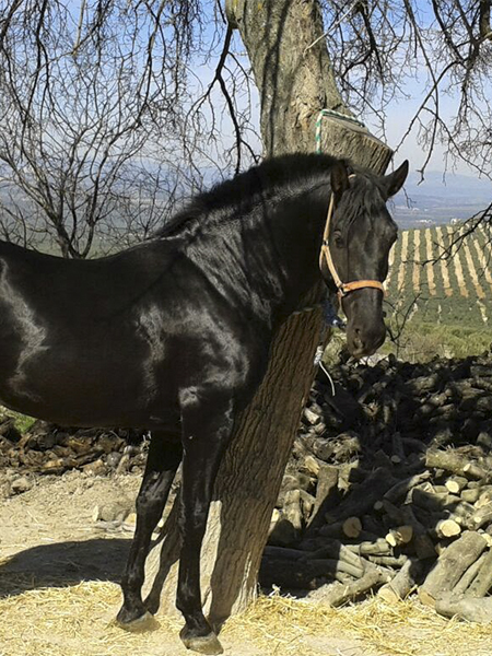 CABALLOS-SLIDER-4