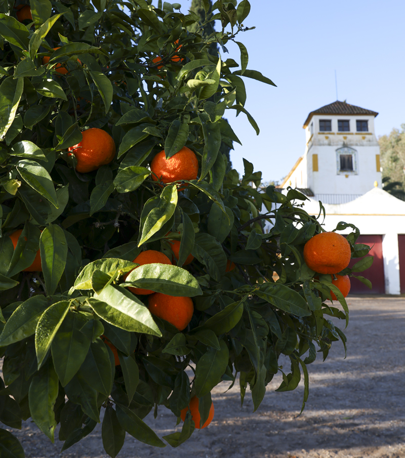CORTIJO_5
