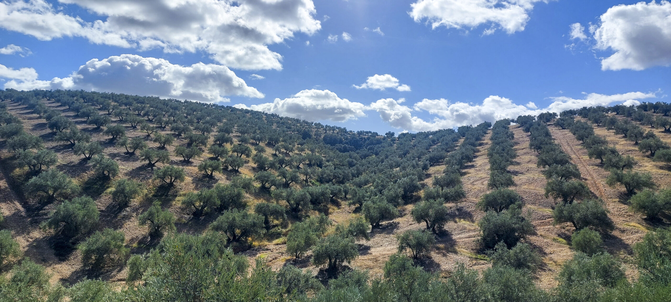 OLIVAR